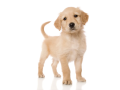 charming-golden-retriever-puppy-friendly-loving-and-playful-small-0