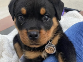 purebred-rottweiler-puppies-loyal-strong-family-raised