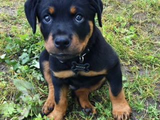 top-quality-rottweiler-puppies-excellent-bloodline
