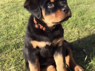 healthy-rottweiler-puppies-ready-for-loving-homes